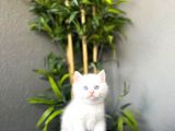 Emsalsi̇z Güzelli̇kte Bri̇ti̇sh Shorthai̇r Yavrularimiz