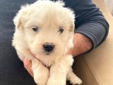 ev doğumu maltipoo bebeğimiz