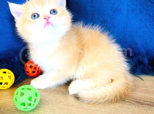 A Kalite Bri̇ti̇sh Shorthai̇r Golden  Yavrular görsel