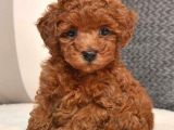 TOOY POODLE YAVRUMUZ 0 TEACUP 