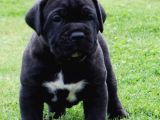 Care Corsa Black Safkan Yavrularım A Kali̇te
