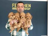 Show Kali̇te Toy Poodle Yavrulari Fenomen Pets Ankara