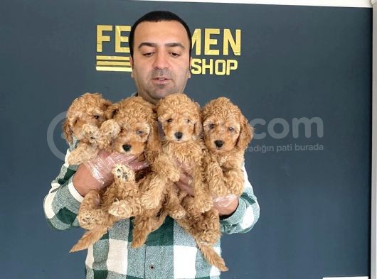 Show Kali̇te Toy Poodle Yavrulari Fenomen Pets Ankara görsel
