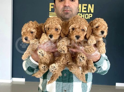Show Kali̇te Toy Poodle Yavrulari Fenomen Pets Ankara