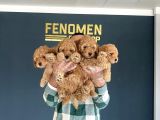 Show Kali̇te Toy Poodle Yavrulari Fenomen Pets Ankara