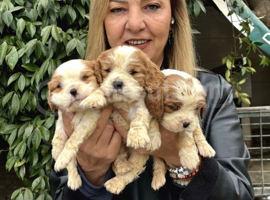 Efsanevkahve Cavalier King Charles Yavrularımız görsel