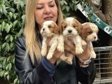 Efsanevkahve Cavalier King Charles Yavrularımız