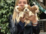 Efsanevkahve Cavalier King Charles Yavrularımız