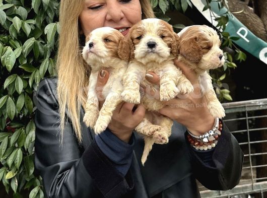 Efsanevkahve Cavalier King Charles Yavrularımız görsel