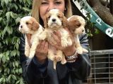 Efsanevkahve cavalier king charles yavrularımız