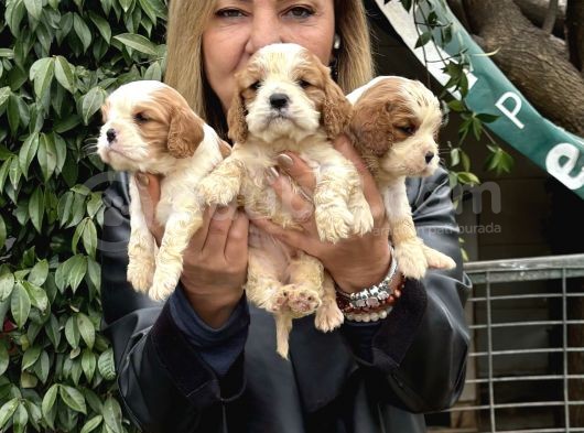 Efsanevkahve Cavalier King Charles Yavrularımız