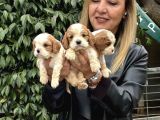Efsanevkahve Cavalier King Charles Yavrularımız