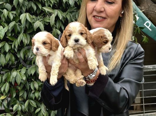 Efsanevkahve Cavalier King Charles Yavrularımız görsel