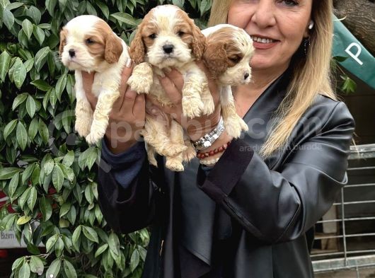 Efsanevkahve Cavalier King Charles Yavrularımız görsel