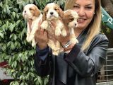 Efsanevkahve Cavalier King Charles Yavrularımız