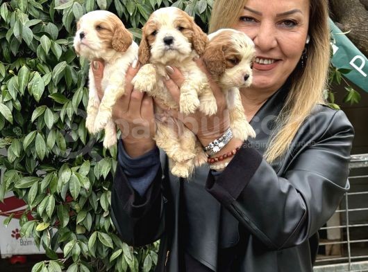 Efsanevkahve Cavalier King Charles Yavrularımız görsel