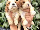 Harika Cavalier King Charles Yavrularımız
