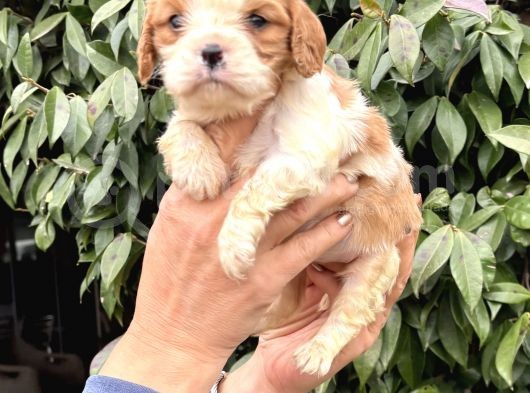 Harika Cavalier King Charles Yavrularımız görsel