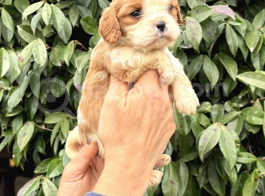 Harika Cavalier King Charles Yavrularımız görsel