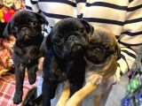 IRK VE SAĞLIK GARANTİLİ  EV DOĞUMLU pUG YAVRULARIMIZ
