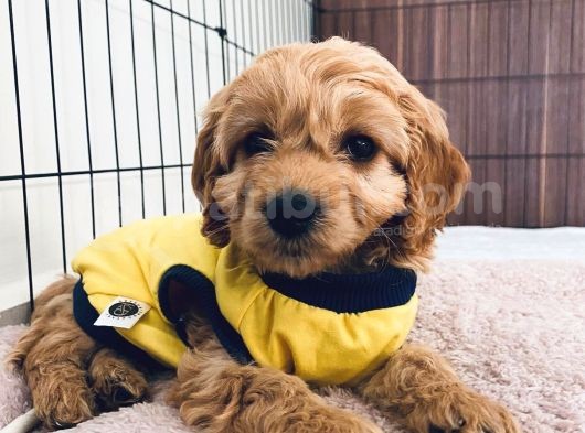 Maltipoo Safkan Yavru görsel