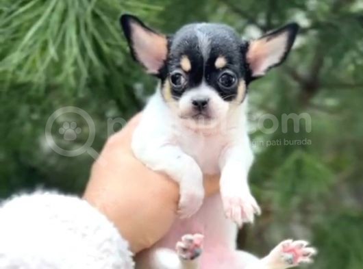 Xxxs 3 Aylık Erkek Chihuahua