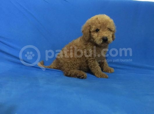 Mükemmel Poodle Yavrulari görsel
