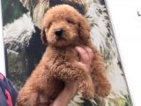 mükemmel POODLE YAVRULARI