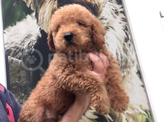Mükemmel Poodle Yavrulari