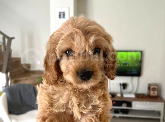 Maltipoo Safkan Yavru