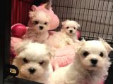 A Kalite Maltese Terrier Yavrularımız