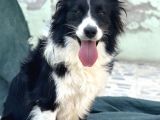 Border Collie Bebekler