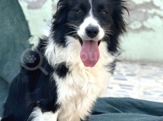 Border Collie Bebekler görsel