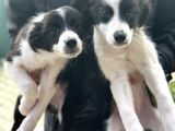 Border Collie Bebekler