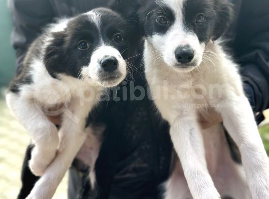 Border Collie Bebekler görsel