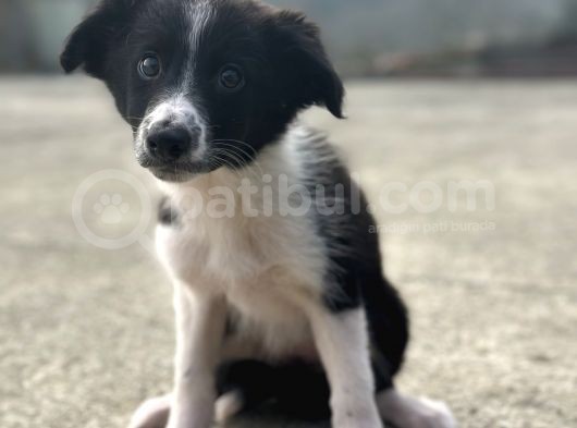 Border Collie Bebekler görsel
