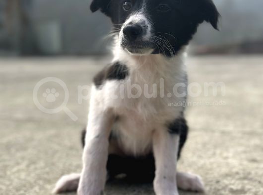 Border Collie Bebekler