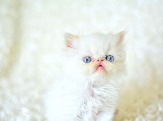 Şaşkın Ve Güzel Suratlı Exotic Shorthair görsel