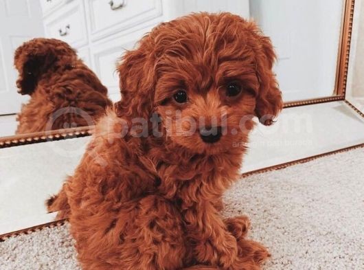 TOOY POODLE YAVRUMUZ 0 TEACUP 