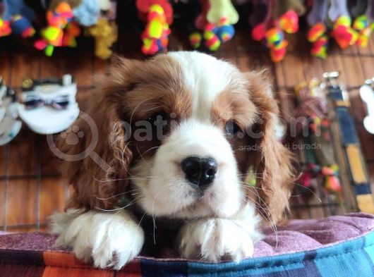 Muhteşem Cavali̇er Ki̇ng Charles Yavrular görsel