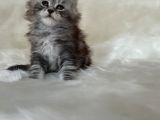 Full Şecereli̇ Mai̇ne Coon Yavrular