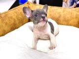 Çok Nadi̇r Blue Pi̇ed Erkek French Bulldog Yavrumuz