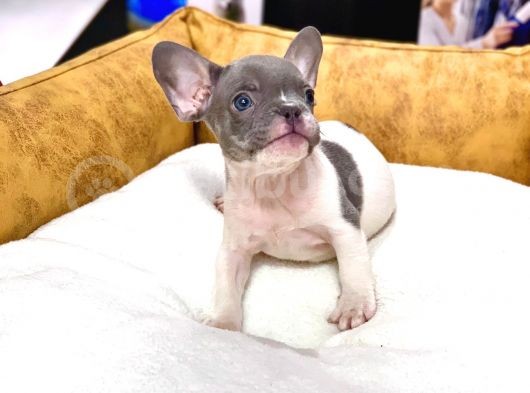 Çok Nadi̇r Blue Pi̇ed Erkek French Bulldog Yavrumuz görsel