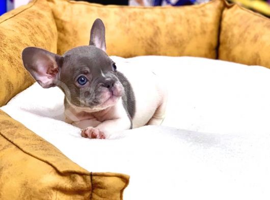 Çok Nadi̇r Blue Pi̇ed Erkek French Bulldog Yavrumuz görsel