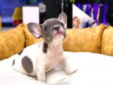 Çok Nadi̇r Blue Pi̇ed Erkek French Bulldog Yavrumuz