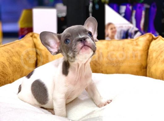 Çok Nadi̇r Blue Pi̇ed Erkek French Bulldog Yavrumuz görsel