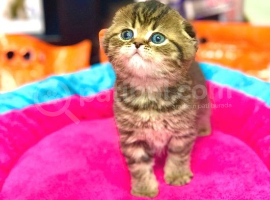 Süper Kali̇te Scotti̇sh Fold Golden Tabby Yavrular görsel
