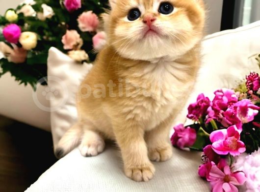 Saf Kan British Shorthair Golden görsel