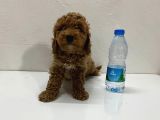 Büyümeyen Toy Poodle Yavrum Tüy Dökmüyor