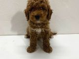 Red toy poodle yavrum